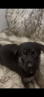 Fire, a female German Shepherd Dog for sale in Keaau, HI – 1 of 1