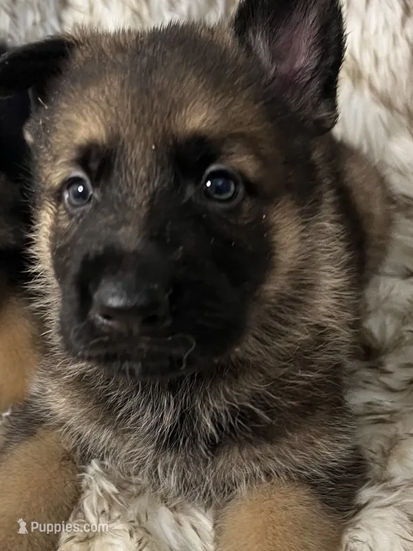 Rollie – German Shepherd Dog puppy for sale in Keaau, HI