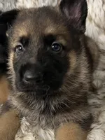 Rollie, a male German Shepherd Dog for sale in Keaau, HI – 1 of 1