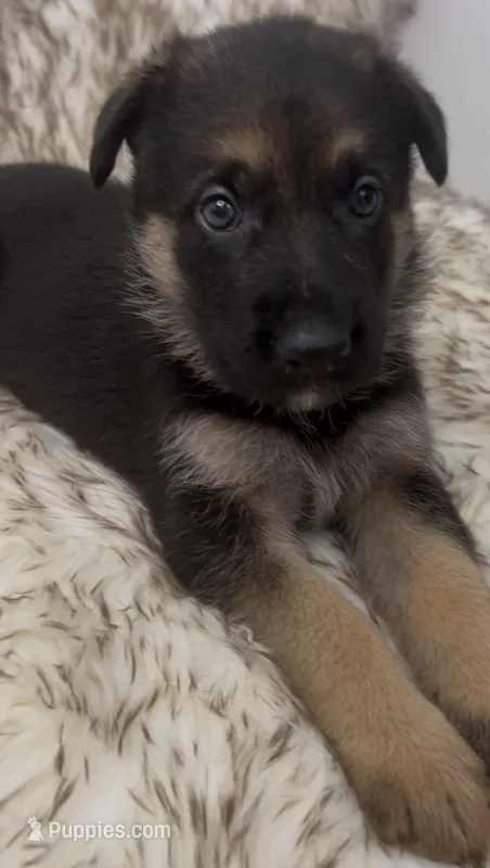 Sweetie – German Shepherd Dog puppy for sale in Keaau, HI