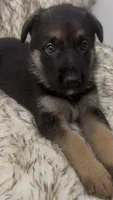 Sweetie, a female German Shepherd Dog for sale in Keaau, HI – 1 of 1
