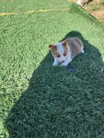 Maple , a female Pembroke Welsh Corgi for sale in Calhan, CO – 2 of 3