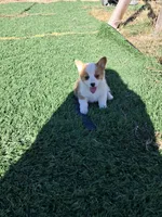 Maple , a female Pembroke Welsh Corgi for sale in Calhan, CO – 3 of 3