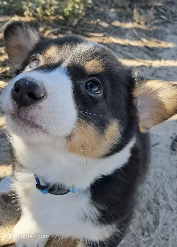 Hunter , a male Pembroke Welsh Corgi for sale in Calhan, CO – 1 of 2