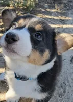 Hunter , a male Pembroke Welsh Corgi for sale in Calhan, CO – 1 of 2