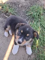 Hunter , a male Pembroke Welsh Corgi for sale in Calhan, CO – 2 of 2