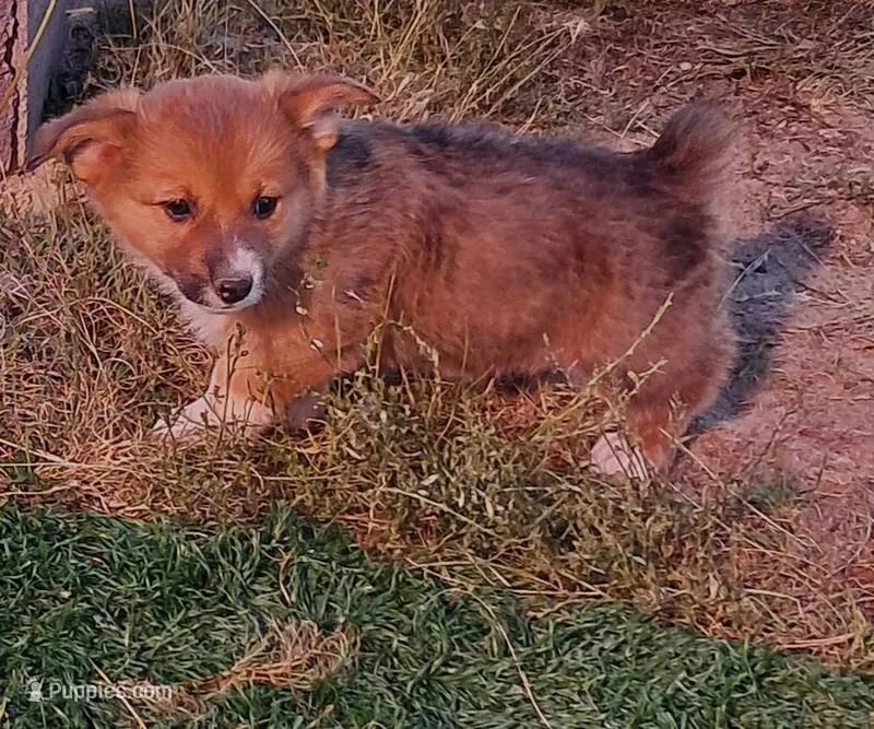 Smokey  – Pembroke Welsh Corgi puppy for sale in Calhan, CO