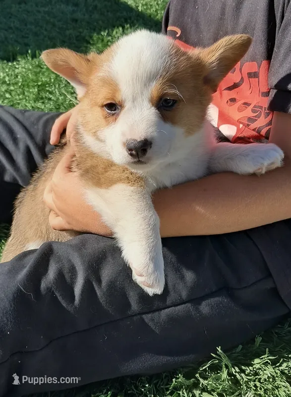 Maple  – Pembroke Welsh Corgi puppy for sale in Calhan, CO
