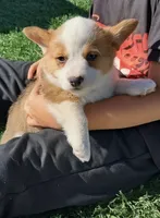 Maple , a female Pembroke Welsh Corgi for sale in Calhan, CO – 1 of 3