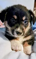 Ash , a male Pembroke Welsh Corgi for sale in Calhan, CO – 2 of 2