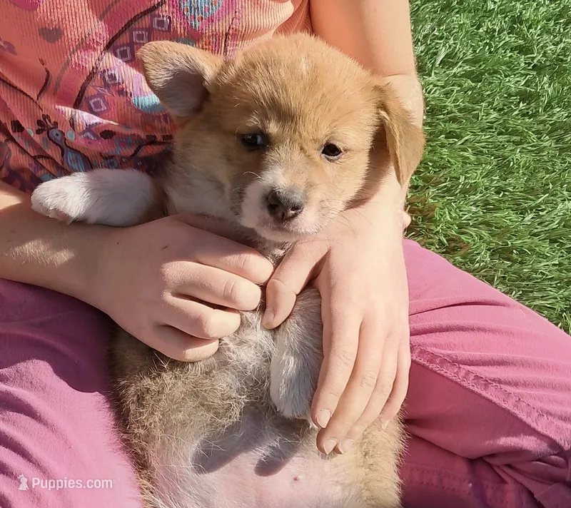 Saffron  – Pembroke Welsh Corgi puppy for sale in Calhan, CO
