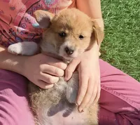 Saffron , a female Pembroke Welsh Corgi for sale in Calhan, CO – 1 of 2