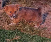 Saffron , a female Pembroke Welsh Corgi for sale in Calhan, CO – 2 of 2