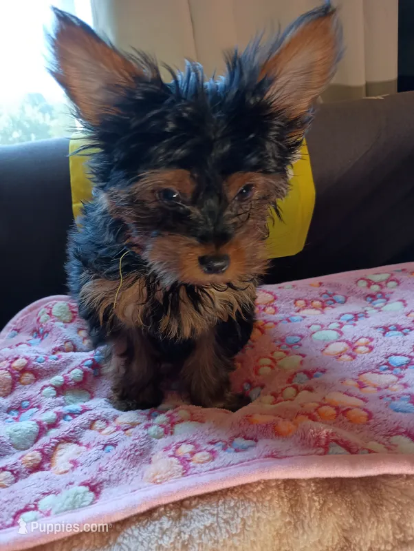 Sunshine Yellow – Yorkshire Terrier puppy for sale in Norman, OK