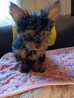 Sunshine Yellow, a female Yorkshire Terrier for sale in Norman, OK – 1 of 4