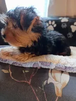Big John Black, a male Yorkshire Terrier for sale in Norman, OK – 3 of 4