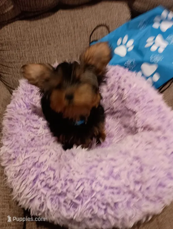 Little Boy Blue – Yorkshire Terrier puppy for sale in Norman, OK