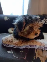 Big John Black, a male Yorkshire Terrier for sale in Norman, OK – 2 of 4
