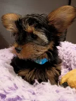 Little Boy Blue, a male Yorkshire Terrier for sale in Norman, OK – 4 of 4