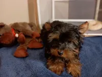 Little Boy Blue, a male Yorkshire Terrier for sale in Norman, OK – 3 of 4