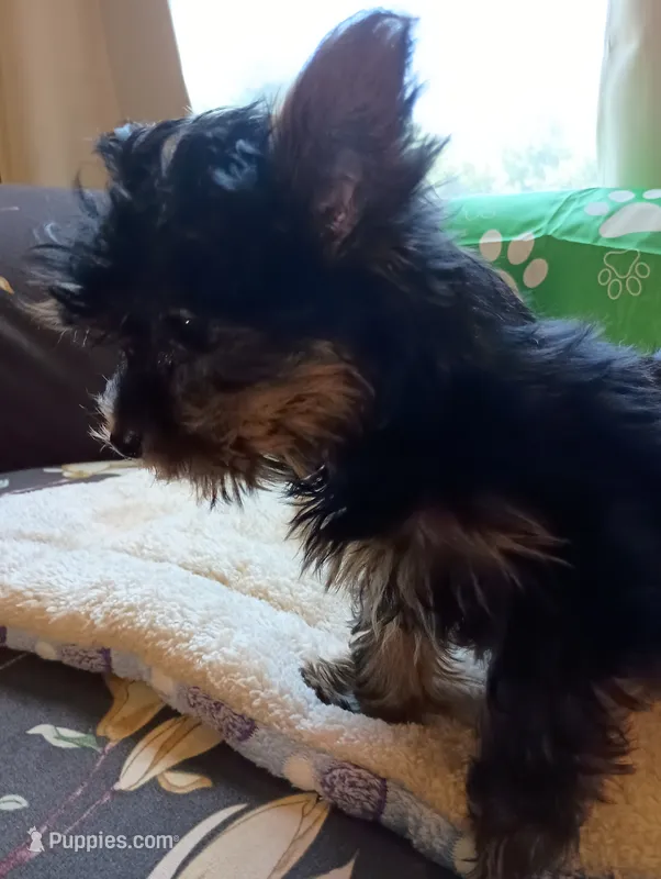 Mr. Green Jeans – Yorkshire Terrier puppy for sale in Norman, OK