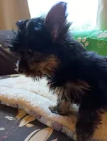 Mr. Green Jeans, a male Yorkshire Terrier for sale in Norman, OK – 1 of 4