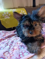 Sunshine Yellow, a female Yorkshire Terrier for sale in Norman, OK – 2 of 4