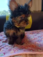 Sunshine Yellow, a female Yorkshire Terrier for sale in Norman, OK – 3 of 4