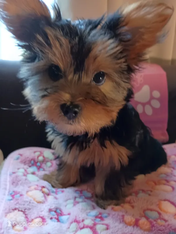 Pretty in Pink – Yorkshire Terrier puppy for sale in Norman, OK