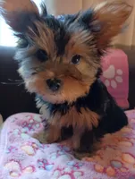 Pretty in Pink, a female Yorkshire Terrier for sale in Norman, OK – 1 of 4