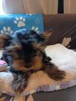 Little Boy Blue, a male Yorkshire Terrier for sale in Norman, OK – 2 of 4
