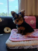Pretty in Pink, a female Yorkshire Terrier for sale in Norman, OK – 4 of 4