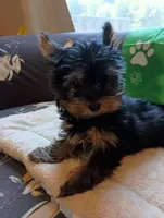 Mr. Green Jeans, a male Yorkshire Terrier for sale in Norman, OK – 2 of 4