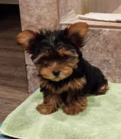 Pretty in Pink, a female Yorkshire Terrier for sale in Norman, OK – 2 of 4