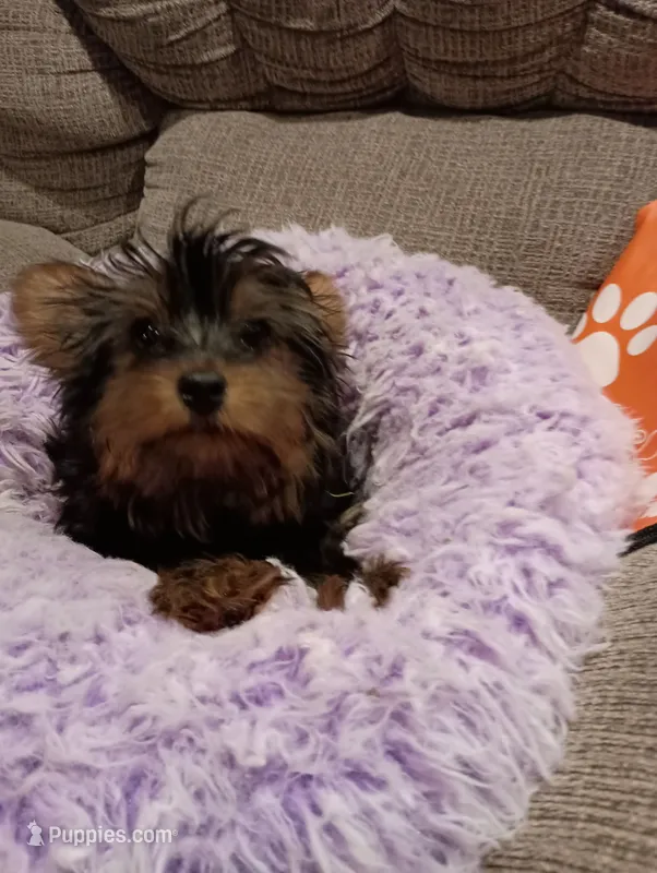 Mr. Green Jeans – Yorkshire Terrier puppy for sale in Norman, OK
