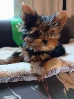 Tiny Green, a male Yorkshire Terrier for sale in Norman, OK – 4 of 4