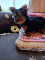 Pretty in Pink, a female Yorkshire Terrier for sale in Norman, OK – 3 of 4