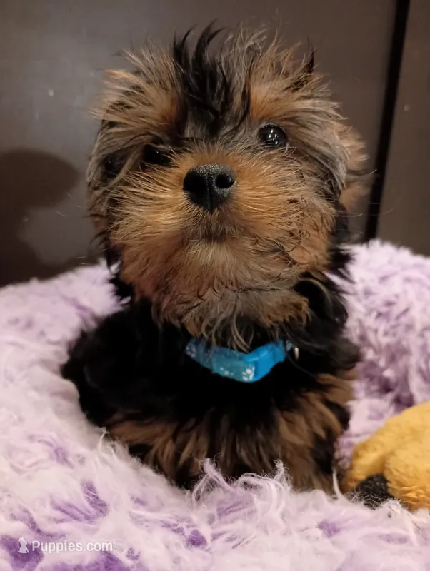 Little Boy Blue – Yorkshire Terrier puppy for sale in Norman, OK
