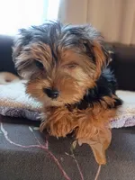 Big John Black, a male Yorkshire Terrier for sale in Norman, OK – 4 of 4