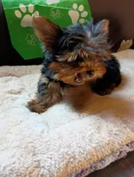 Tiny Green, a male Yorkshire Terrier for sale in Norman, OK – 2 of 4