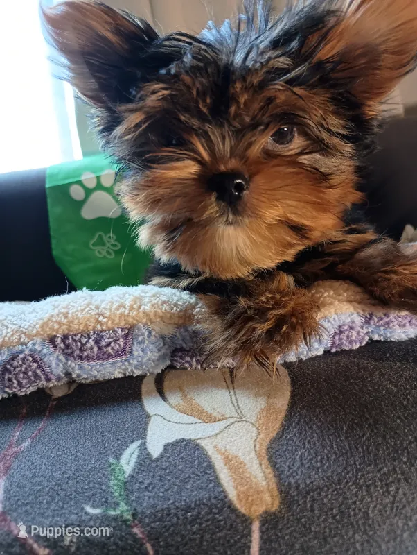 Tiny Green – Yorkshire Terrier puppy for sale in Norman, OK