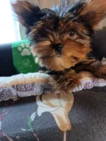 Tiny Green, a male Yorkshire Terrier for sale in Norman, OK – 1 of 4
