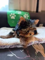 Tiny Green, a male Yorkshire Terrier for sale in Norman, OK – 3 of 4