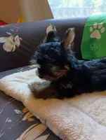 Mr. Green Jeans, a male Yorkshire Terrier for sale in Norman, OK – 3 of 4