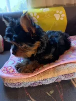 Sunshine Yellow, a female Yorkshire Terrier for sale in Norman, OK – 4 of 4