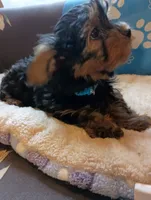 Mr. Green Jeans, a male Yorkshire Terrier for sale in Norman, OK – 4 of 4