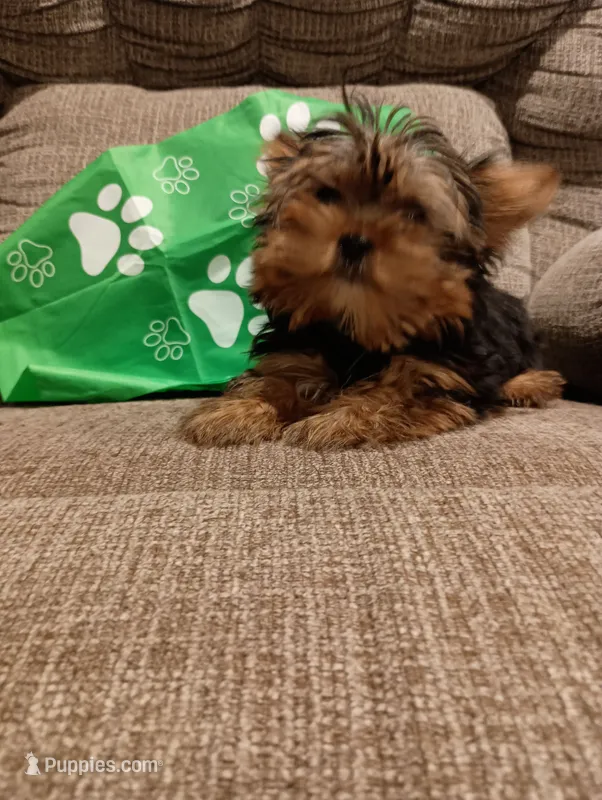 Tiny Green – Yorkshire Terrier puppy for sale in Norman, OK