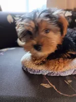 Big John Black, a male Yorkshire Terrier for sale in Norman, OK – 1 of 4
