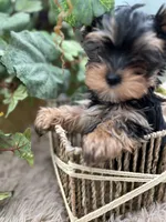 AKC Honey the European Yorkie, a female Yorkshire Terrier for sale in Manchester, TN – 2 of 6