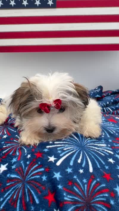 Little Keith the Morkie, a male Morkie for sale in Manchester, TN – 10 of 10